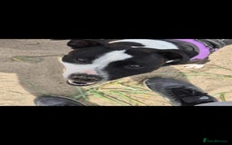 Staffordshire Bull Terrier dogs for sale:  Unique Classic Markings - Image 16