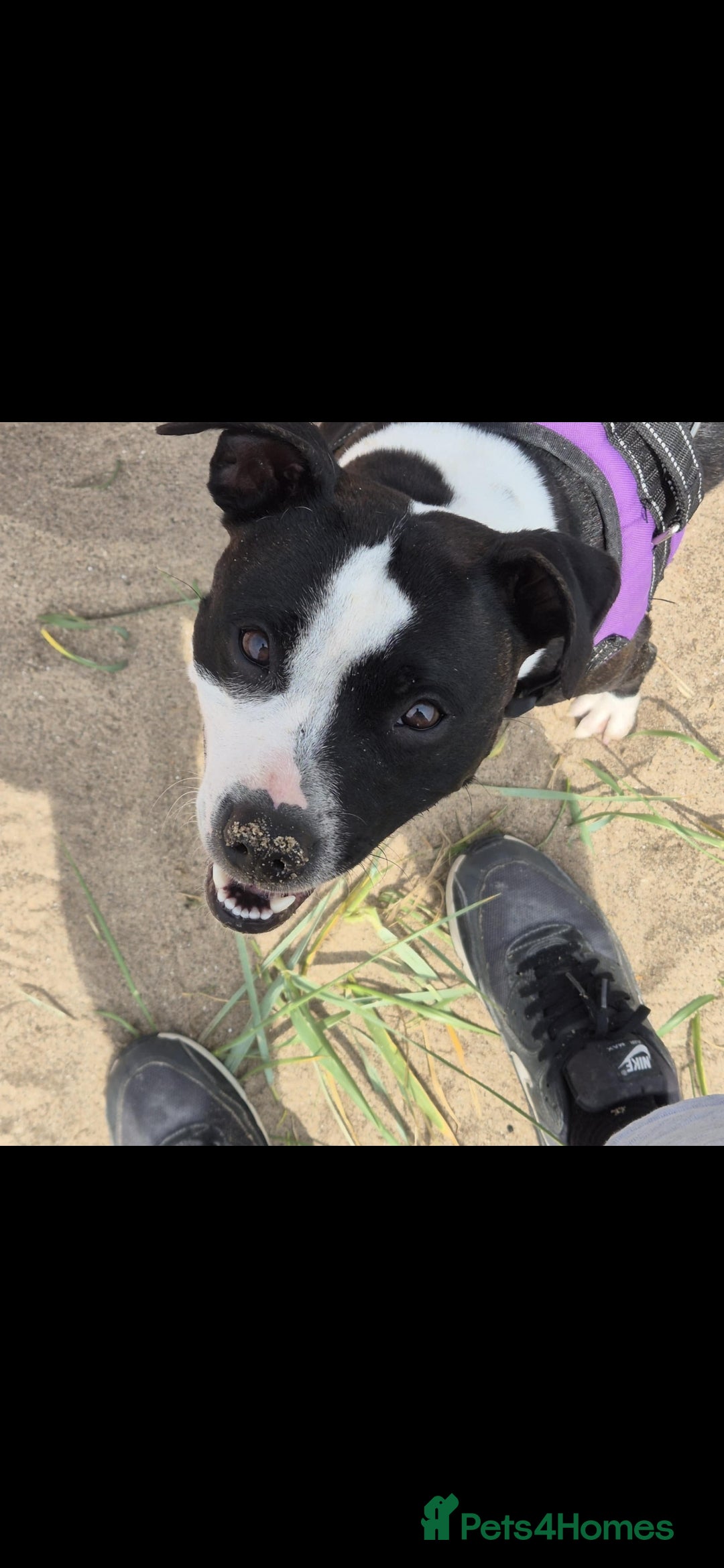 Staffordshire Bull Terrier dogs for sale:  Unique Classic Markings - Image 16