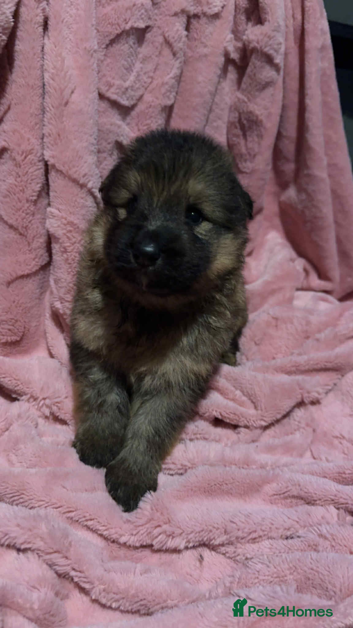 German Shepherd dogs kc german shepherd pups ready for new homes - Advert 14
