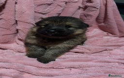 German Shepherd dogs for sale: Three beautiful kc german shepherd pups - Image 1