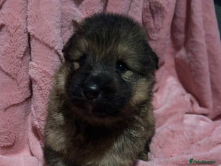 German Shepherd dogs - Advert 26