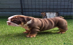 English Bulldog dogs for sale: Exceptional English Bulldog Puppies - Image 28