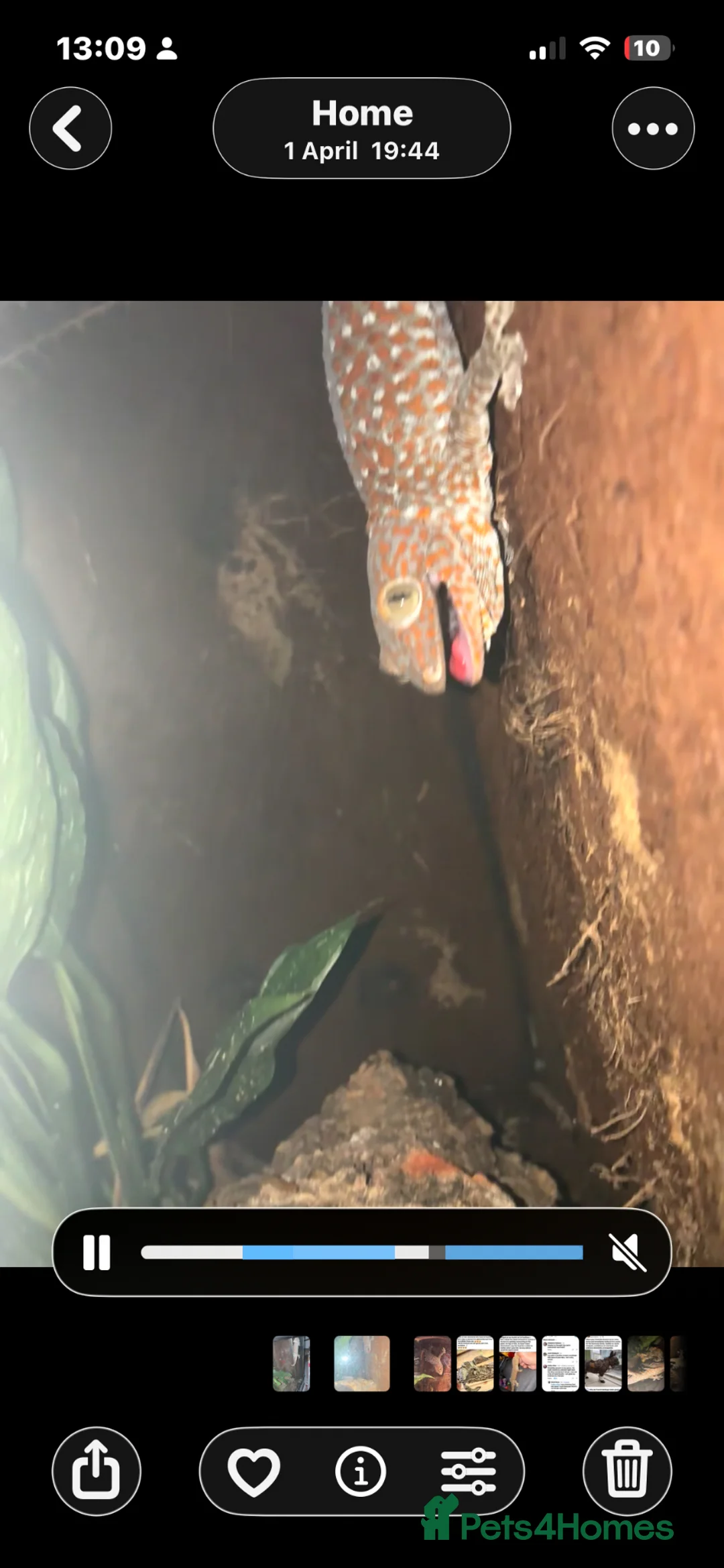 Gecko reptiles for sale: Proven Male Tokay in Normanton - Advert 5