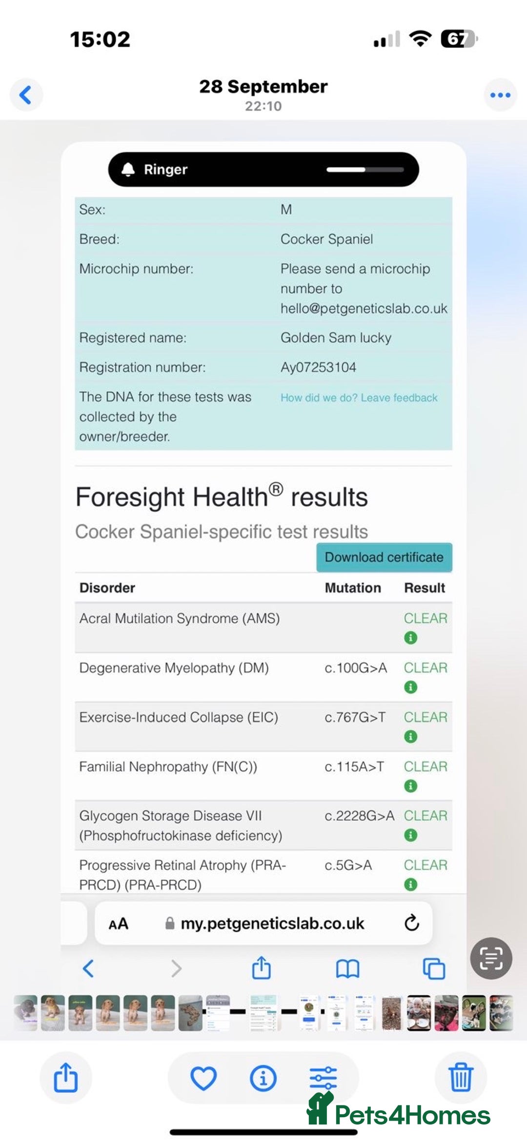 Sprocker dogs for sale: Beautiful working cocker spaniel pups FB1 - Advert 15