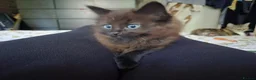 Mixed Breed cats for sale: 8 week old black half maine coone half tabby in Welwyn Garden City - Advert 4