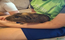 Guinea Pig rodents for sale: 2 friendly guinea pigs, indoor and outdoor cage - Image 2