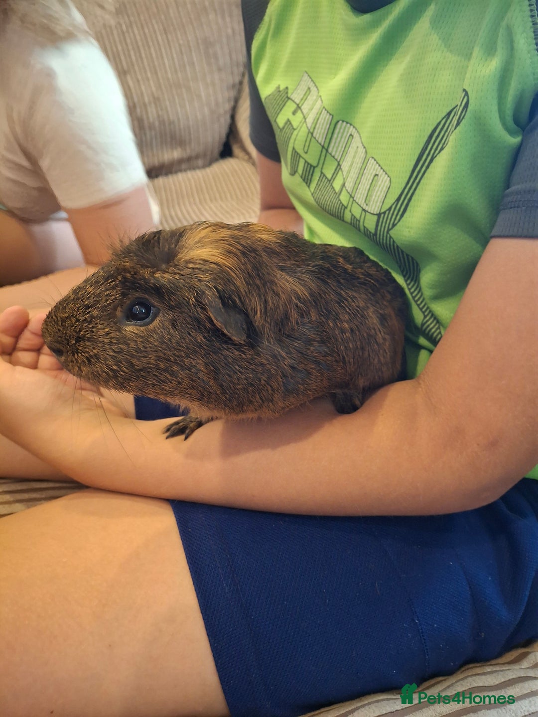 Guinea Pig rodents for sale: 2 friendly guinea pigs, indoor and outdoor cage - Image 2