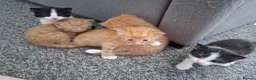 Mixed Breed cats for sale: 5 kittens  in Harlow - Advert 21