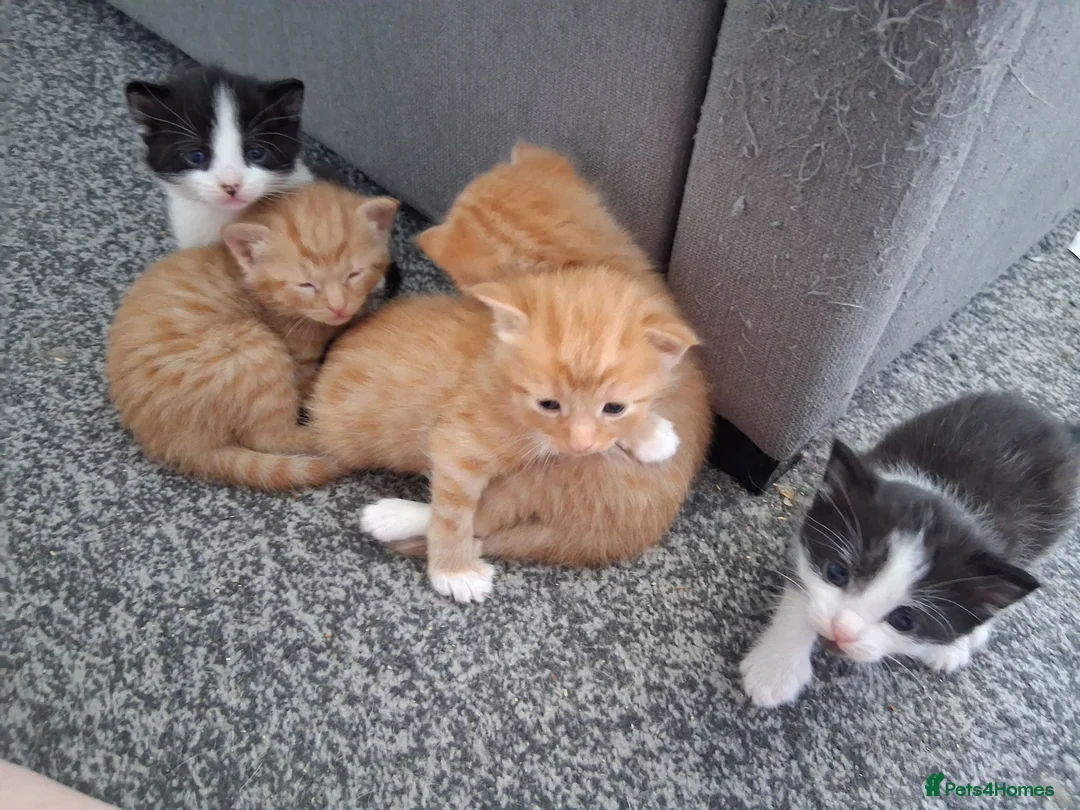 Mixed Breed cats for sale: 5 kittens  in Harlow - Advert 21