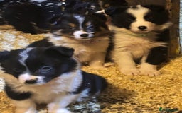 Border Collie dogs for sale: Beautiful Border Collie Pups - Image 4