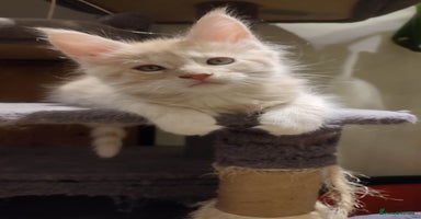 Maine Coon cats - Advert 15