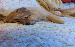 Pomeranian dogs for sale: 2 LEFT!! Purebred Cute fluffy Pomeranian Puppies! - Image 30