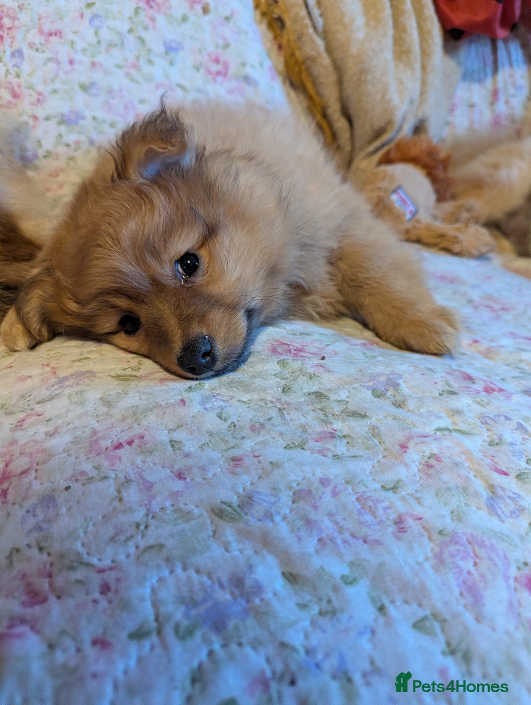 Pomeranian dogs for sale: 2 LEFT!! Purebred Cute fluffy Pomeranian Puppies! - Image 30