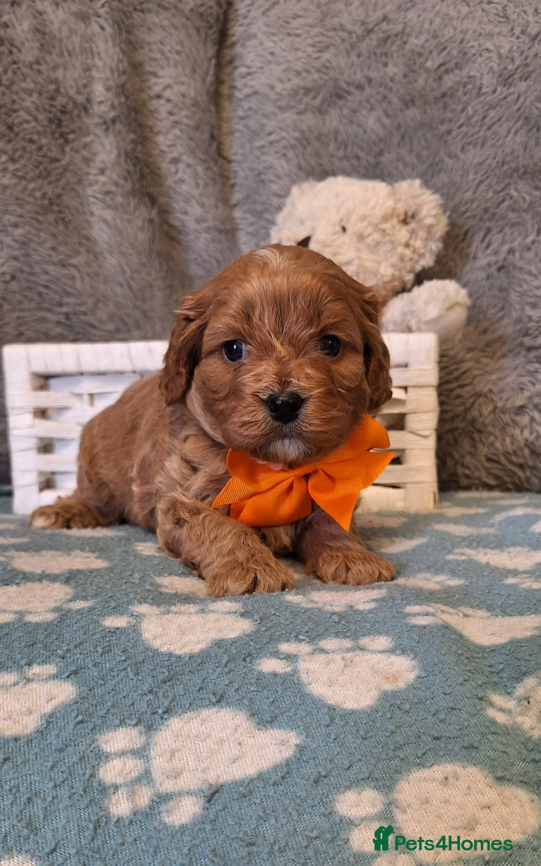 Cavapoo dogs for sale: Gorgeous health tested Cavapoo pups - Advert 6