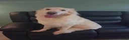 German Shepherd dogs for sale: Health tested long coat  German shepherd puppies in Sheffield - Advert 7