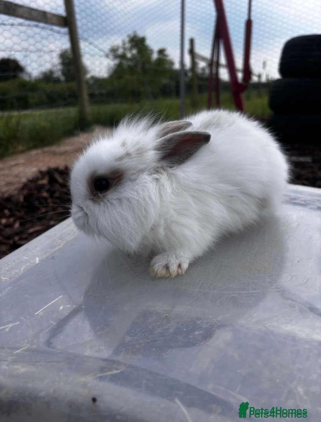Mixed Breed rabbits for sale: Lilo and stitch in Glastonbury - Advert 2