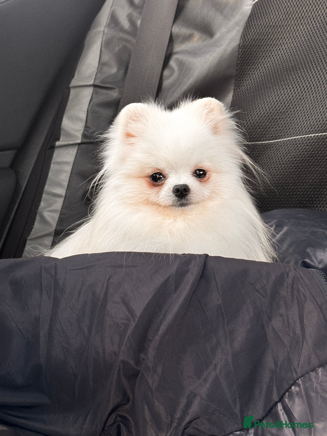Pomeranian dogs for sale: Adorable white his name Biscuit  - Advert 1