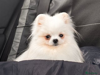 Pomeranian dogs Adorable white his name Biscuit - Advert 1
