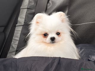 Pomeranian dogs Adorable white his name Biscuit - Advert 4