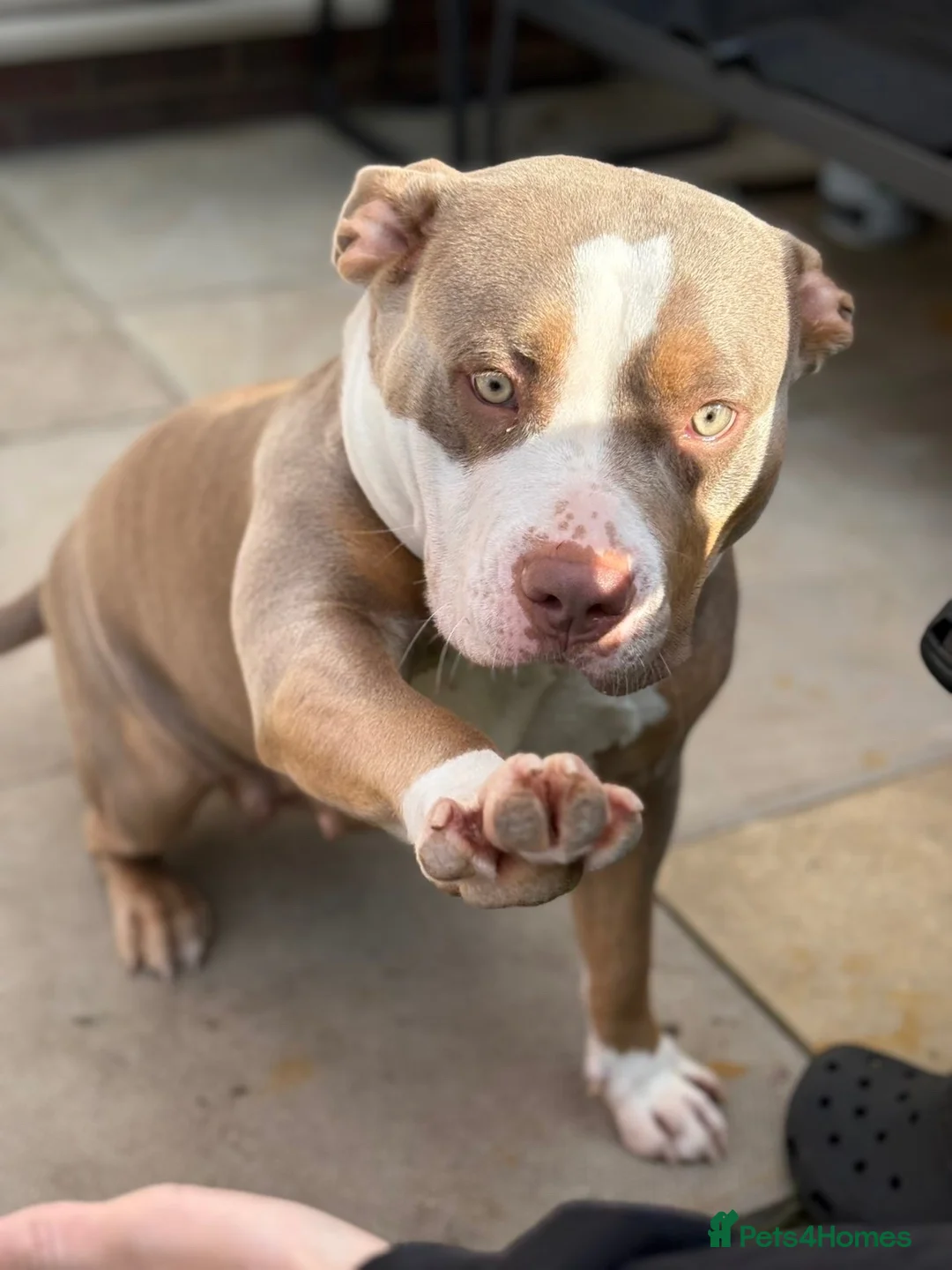 American Bully dogs for sale: My loving girl 🩷 - Advert 2