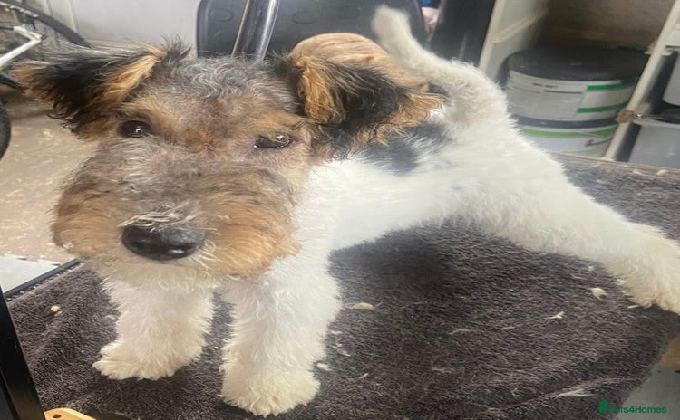 Fox Terrier dogs - Advert 1