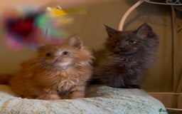 Maine Coon cats for sale: Pedigree Maine coon kittens READY NOW - Image 6