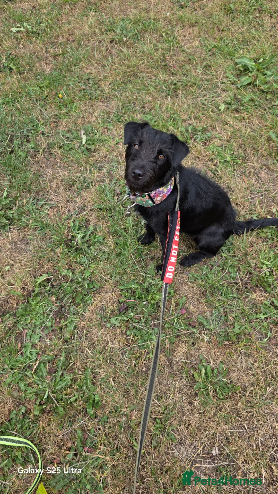 Patterdale Terrier dogs for sale: Bramble needs a new home - Advert 1