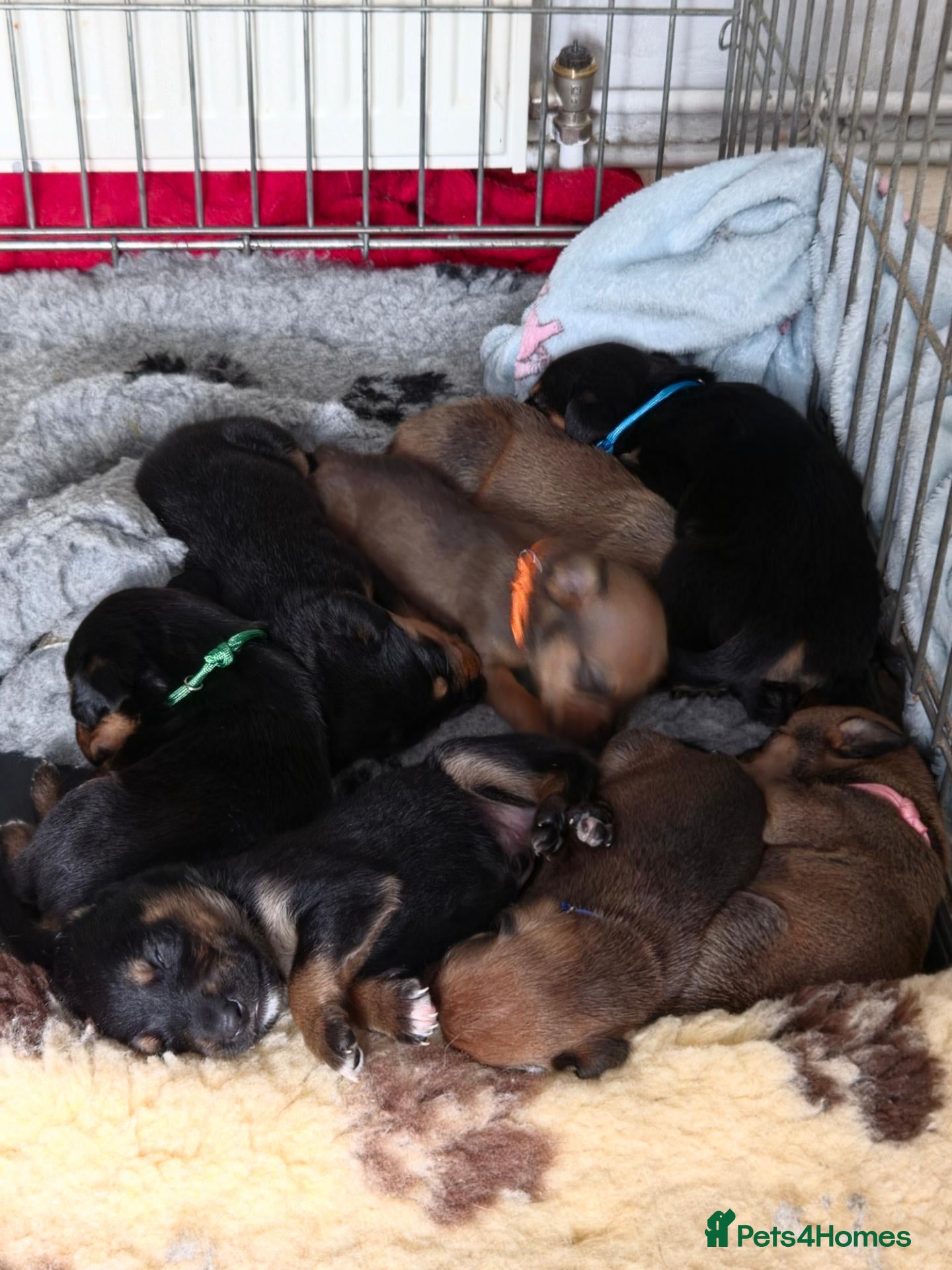 Mixed Breed dogs Rottweiler x lurcher  - Advert 5