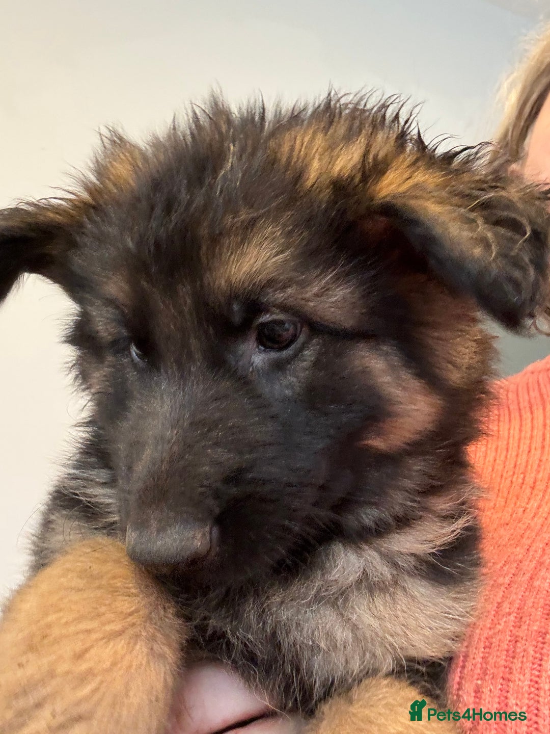 German Shepherd dogs for sale: German Shepherd Puppies for Sale - Advert 2