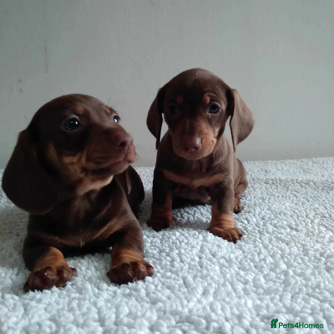 Miniature Dachshund dogs for sale: Absolutely beautiful miniature dachshund puppies in Burton-on-Trent - Advert 2