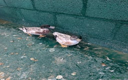 Ducks poultry for sale: Call duck drakes  - Image 4