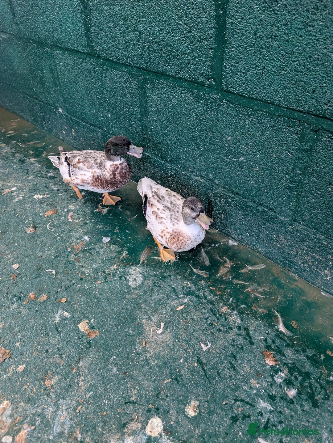 Ducks poultry for sale: Call duck drakes  - Image 4