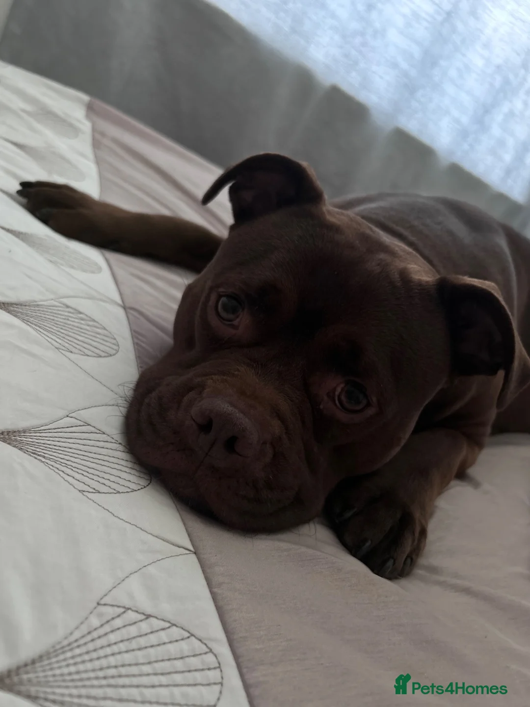 Mixed Breed dogs for sale: OLDE STAFF ENGLISH BULLDOGGE - Advert 1