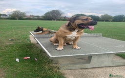 Boerboel dogs for stud: Boerboel stud - Image 3