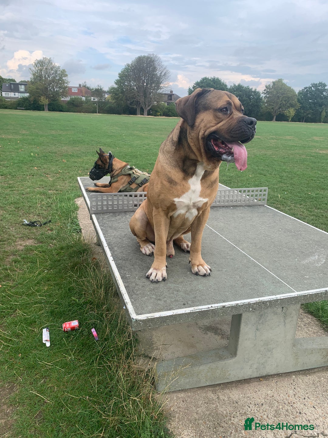 Boerboel dogs for stud: Boerboel stud - Image 3