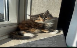 Maine Coon cats for sale: 1 BLACK SMOKE BOY 1 TORTIE GIRL MAINE COON KITTENS - Image 23