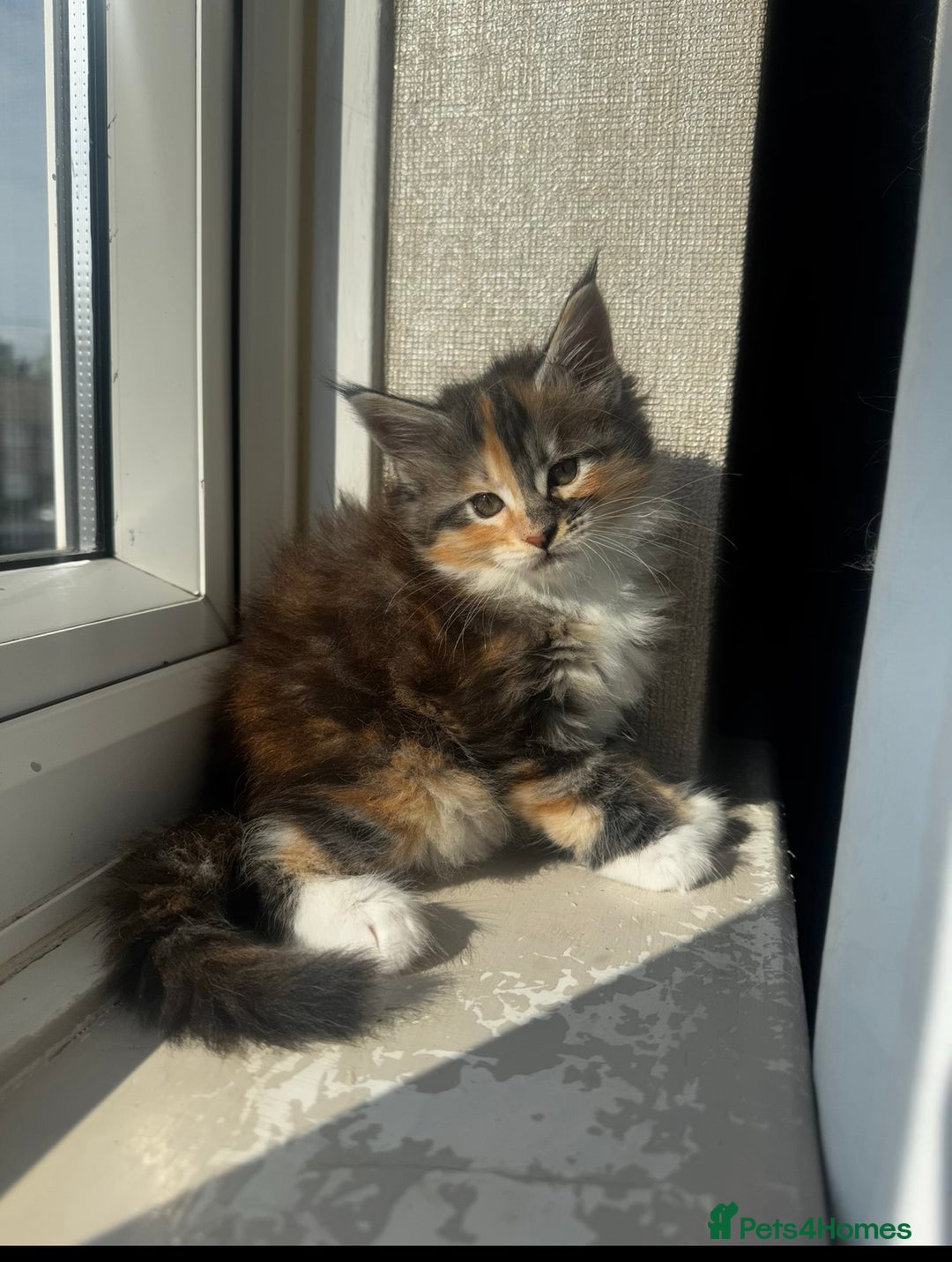 Maine Coon cats for sale: 1 BLACK SMOKE BOY 1 TORTIE GIRL MAINE COON KITTENS - Image 23