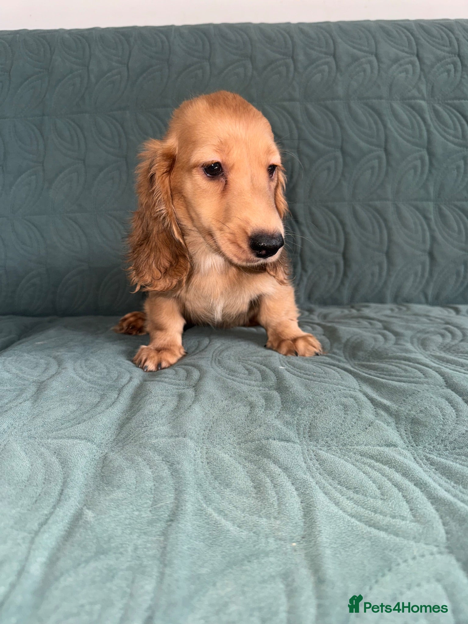 Dachshund dogs 🐾 Beautiful Long-Haired Dachshund Puppies 🐾 - Advert 2