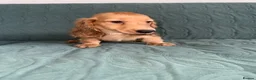 Dachshund dogs for sale: 🐾 Beautiful Long-Haired Dachshund Puppies 🐾 - Advert 2