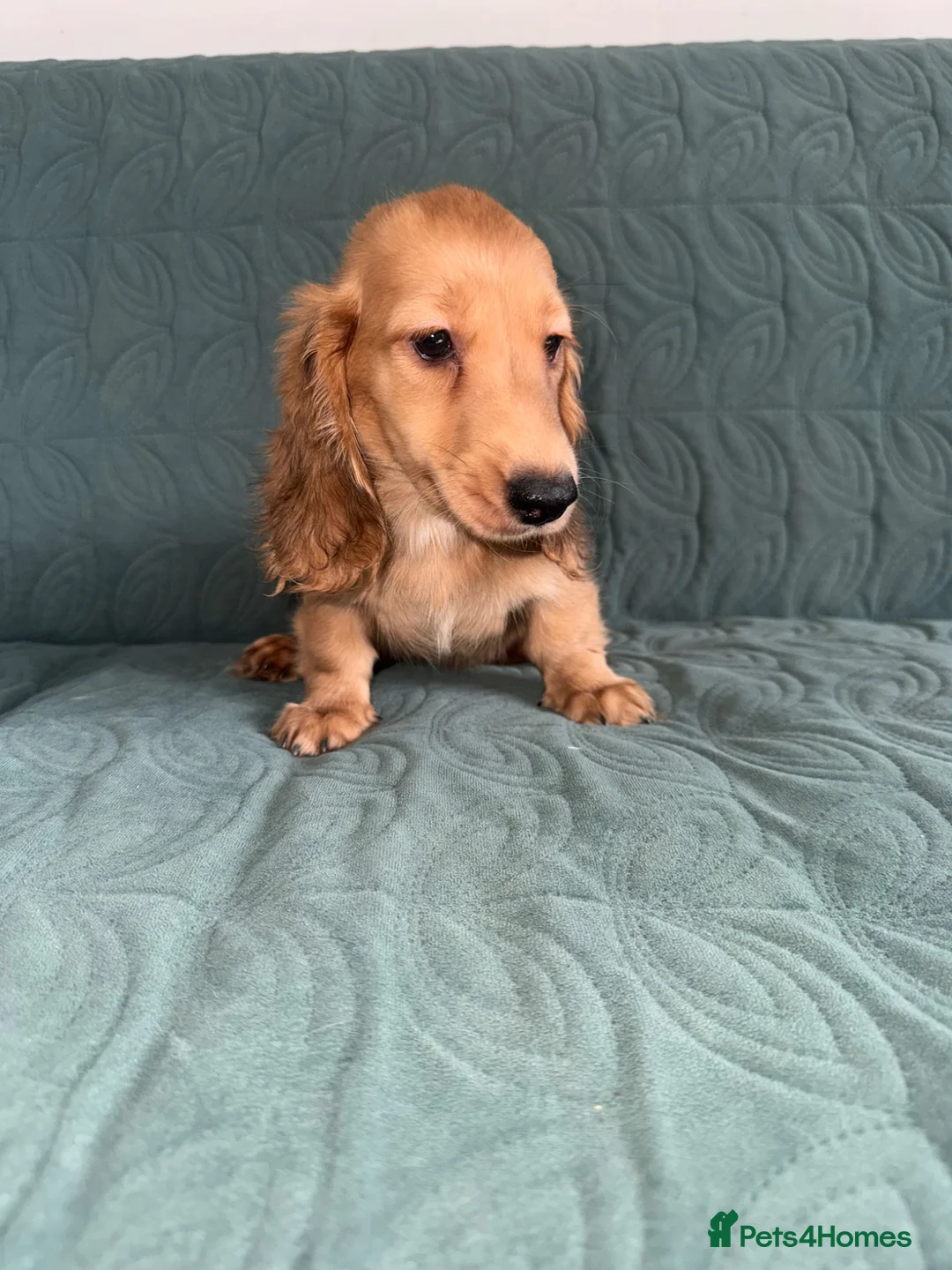 Dachshund dogs for sale: 🐾 Beautiful Long-Haired Dachshund Puppies 🐾 - Advert 2