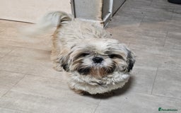 Shih Tzu dogs for sale: LOVELY SHIH TZU PUPPIES  - Image 37