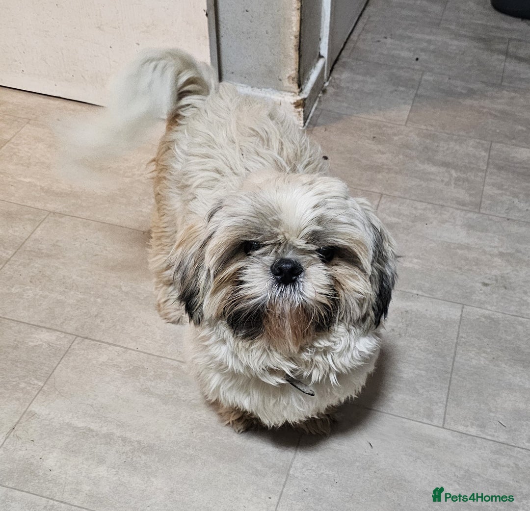 Shih Tzu dogs for sale: LOVELY SHIH TZU PUPPIES  - Image 37