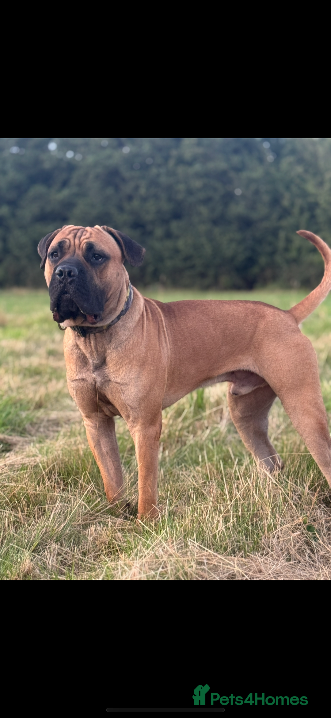 Cane Corso dogs for stud: STUD AVAILABLE  - Advert 4
