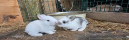 Mixed Breed rabbits for sale: Beautiful little of mixed giants  - Advert 4