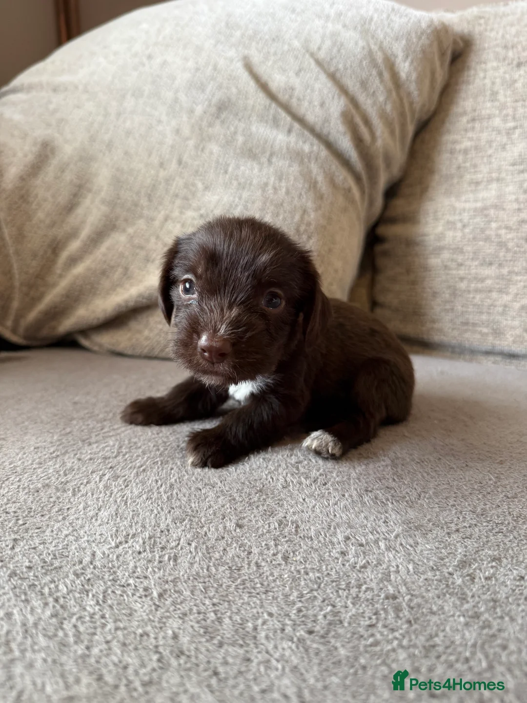 Mixed Breed dogs for sale: Doxiepoo pups  - Advert 30