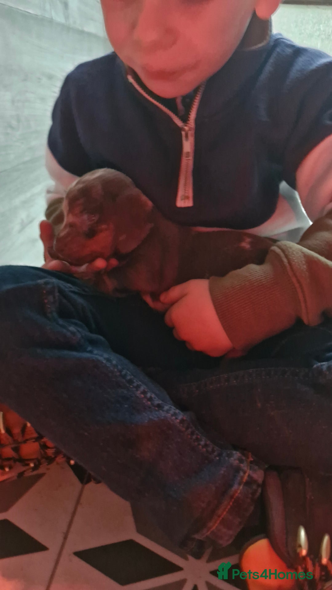 Miniature Dachshund dogs for sale: 3 beautiful mini sausages - Advert 9