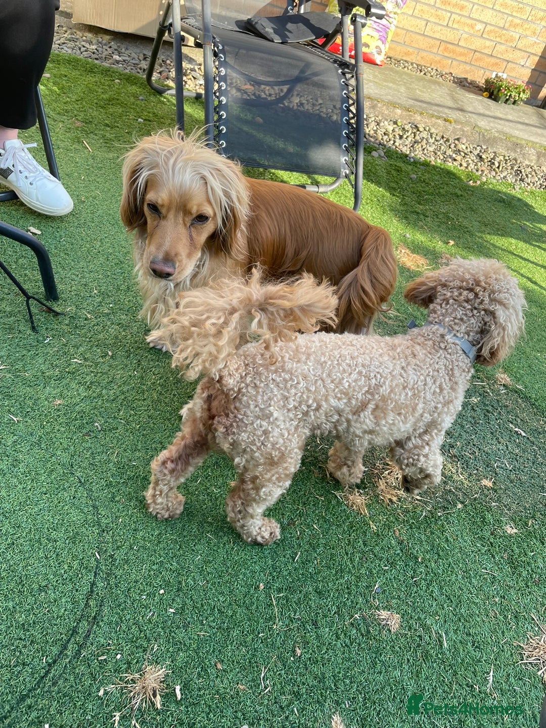 Cockapoo dogs for sale: One female cockapoo left from litter of 6 - Image 11