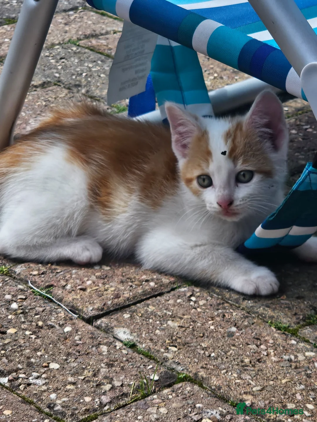 Mixed Breed cats for sale: A loving and friendly kitten - Advert 2