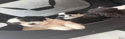 Shih Tzu dogs for sale: Shih tzu - Advert 14