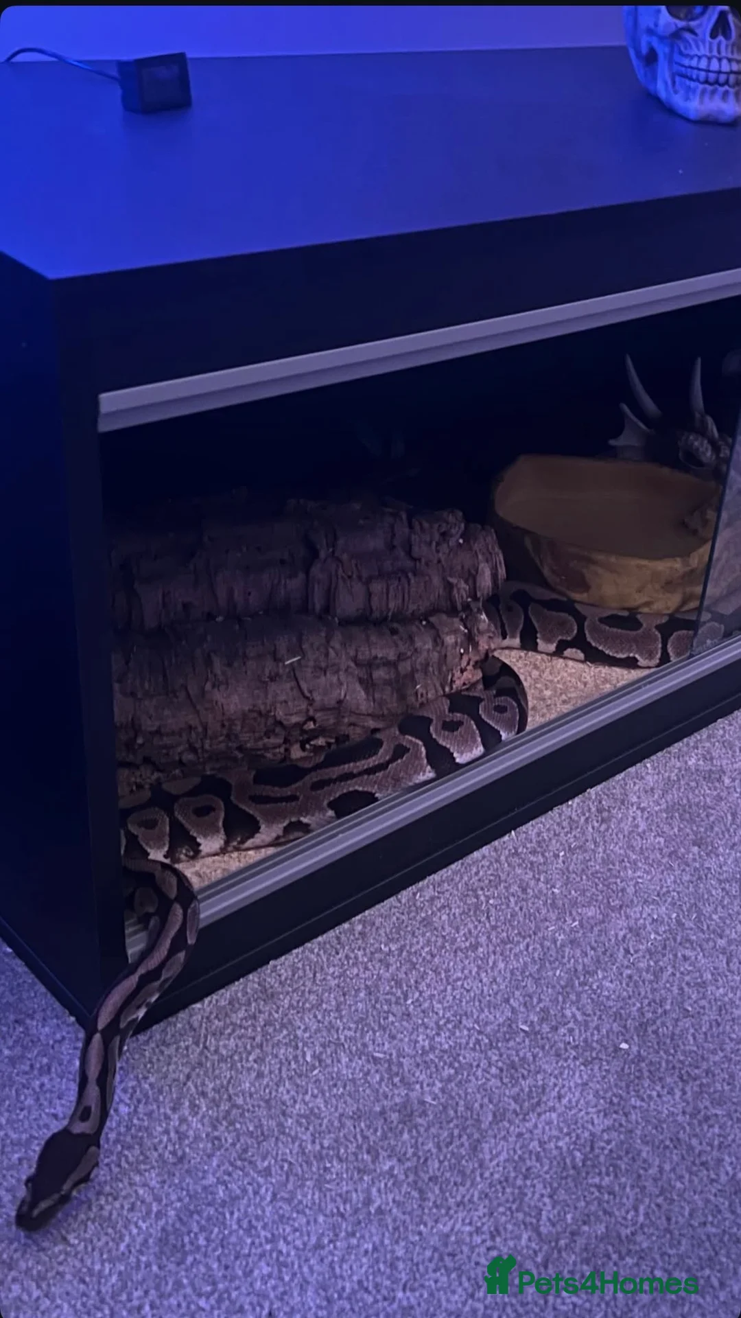 Python Snake reptiles for sale: Female ball python  in St Albans - Advert 4